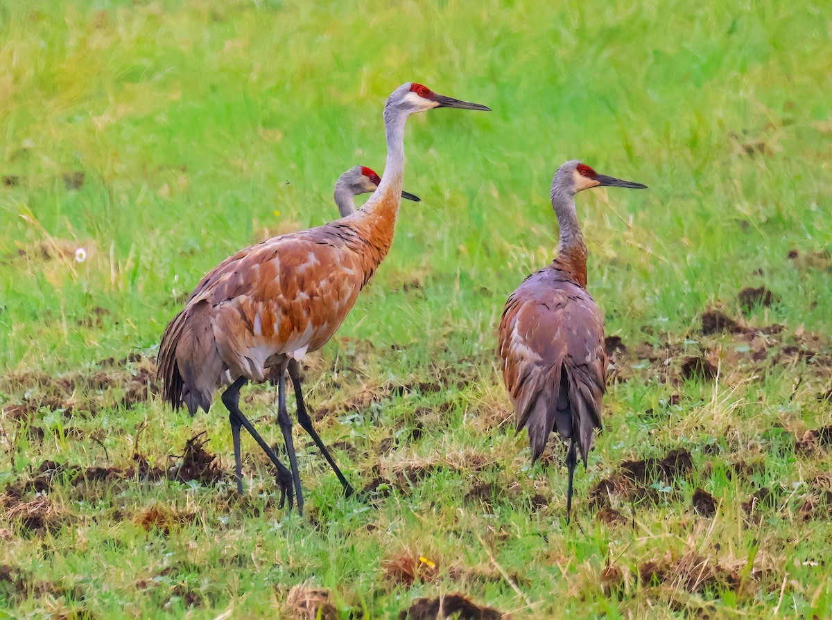 Sandhill Crane - ML620831661