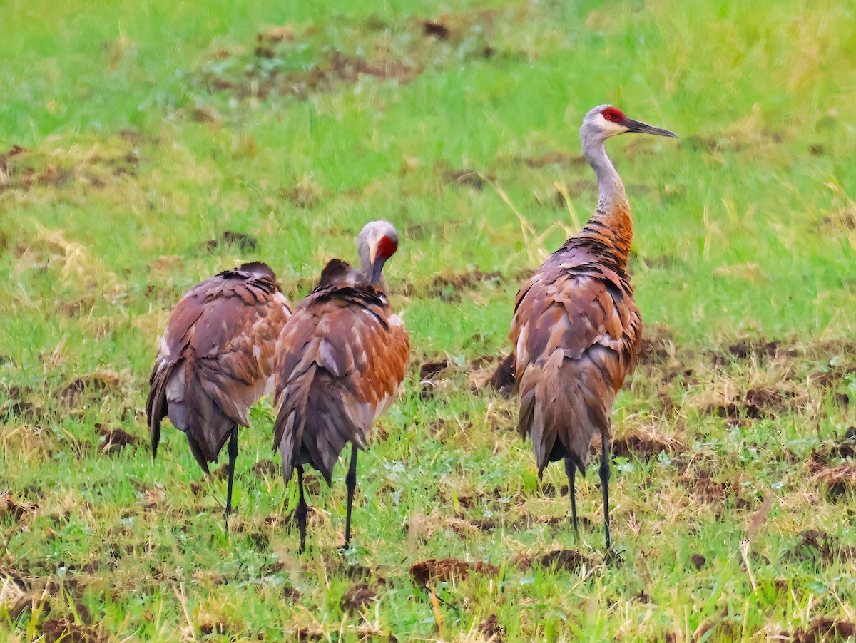 Sandhill Crane - ML620831663