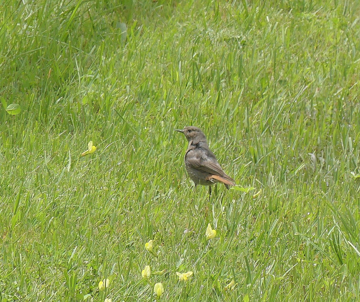 Black Redstart - ML620831665