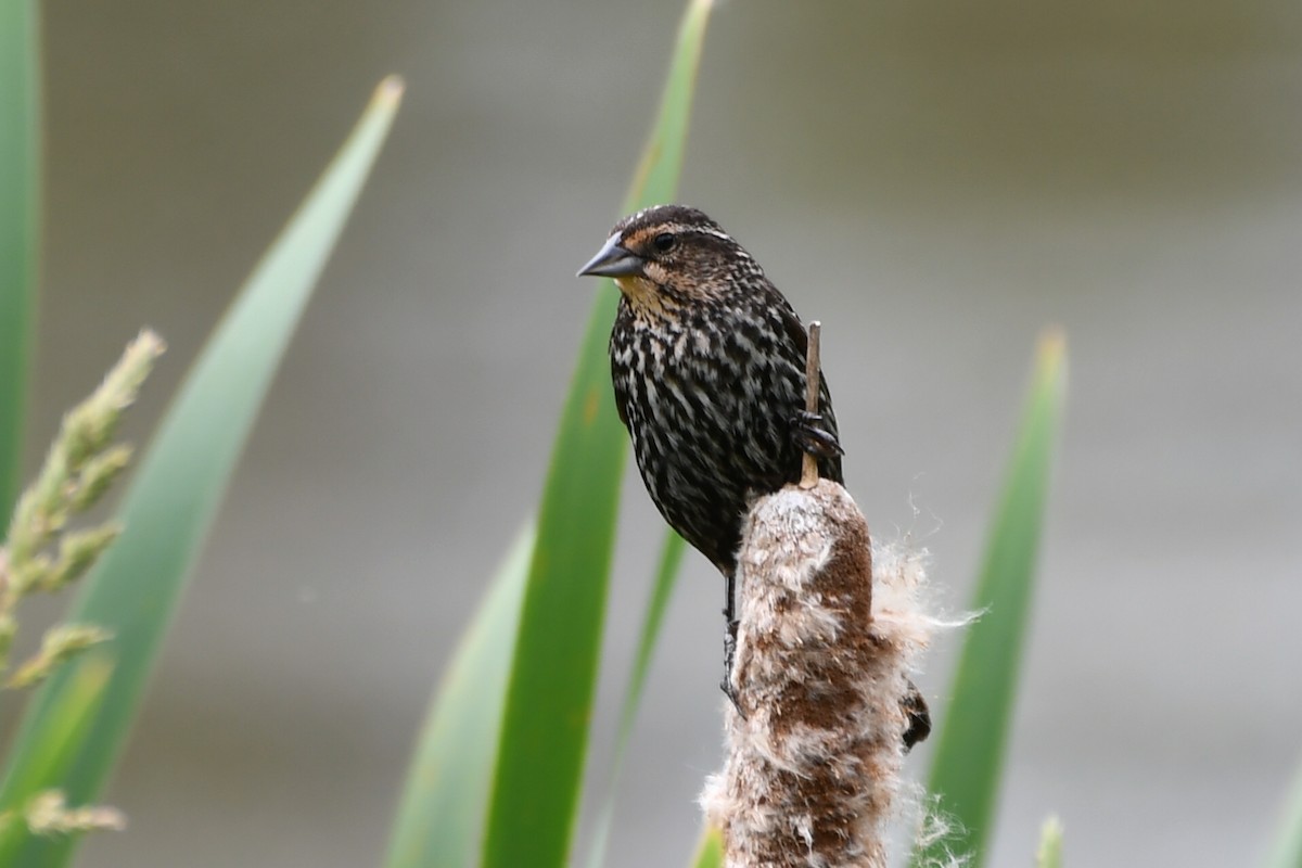 Red-winged Blackbird - ML620831667