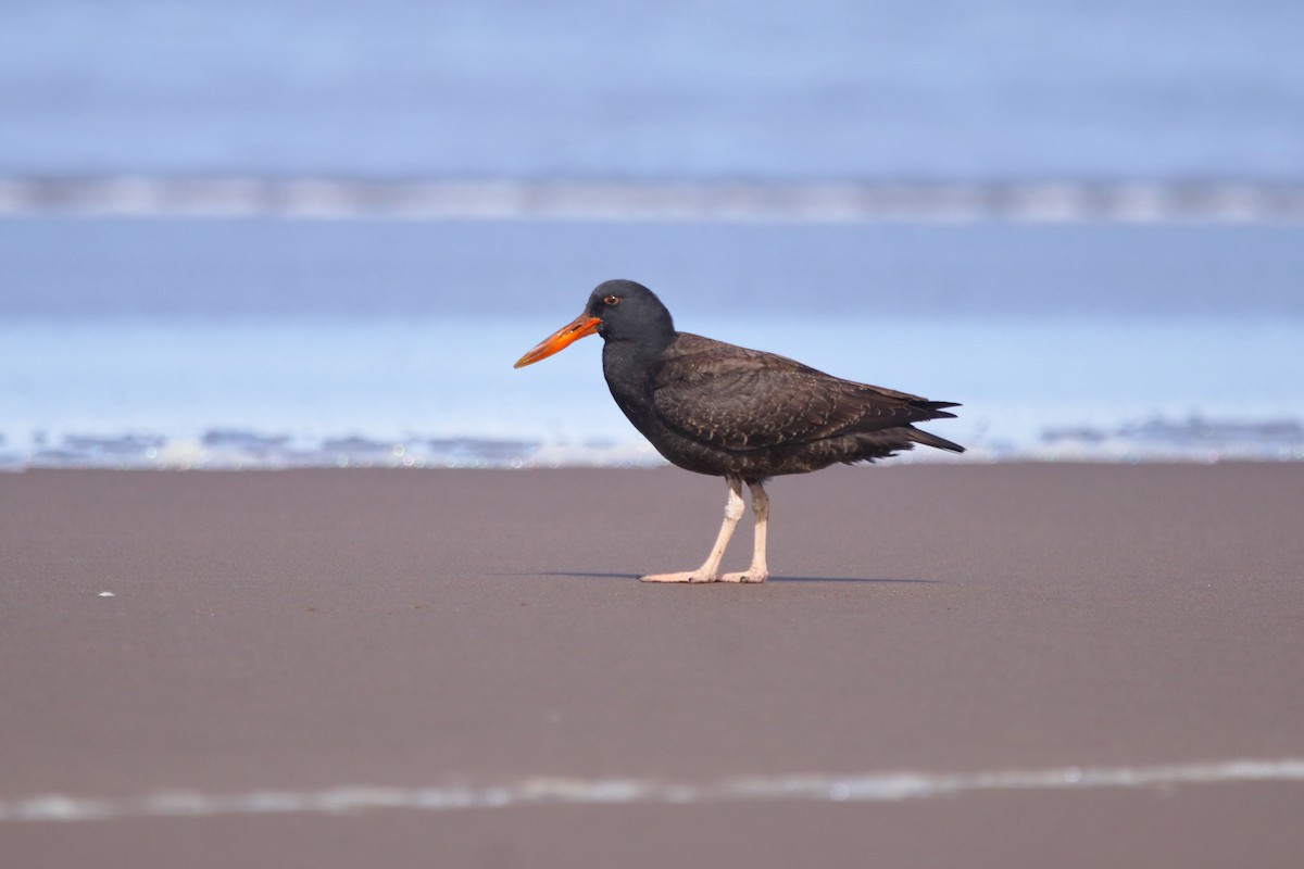 Blackish Oystercatcher - ML620831673
