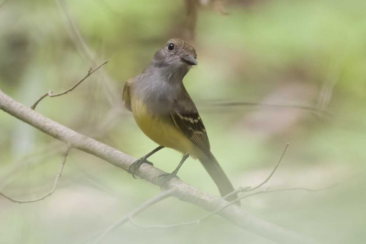 Great Crested Flycatcher - ML620831674