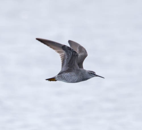 Wandering Tattler - ML620831675