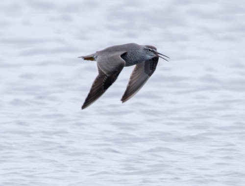 Wandering Tattler - ML620831676