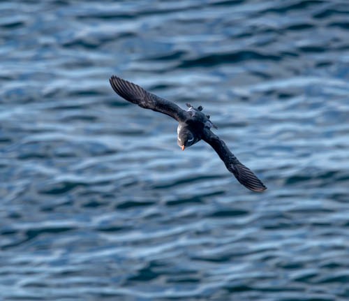 Parakeet Auklet - ML620831694