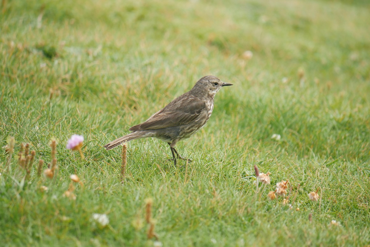 Rock Pipit - ML620831698