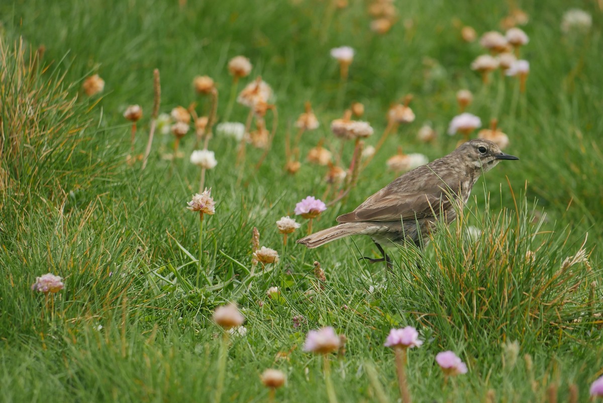 Rock Pipit - ML620831699