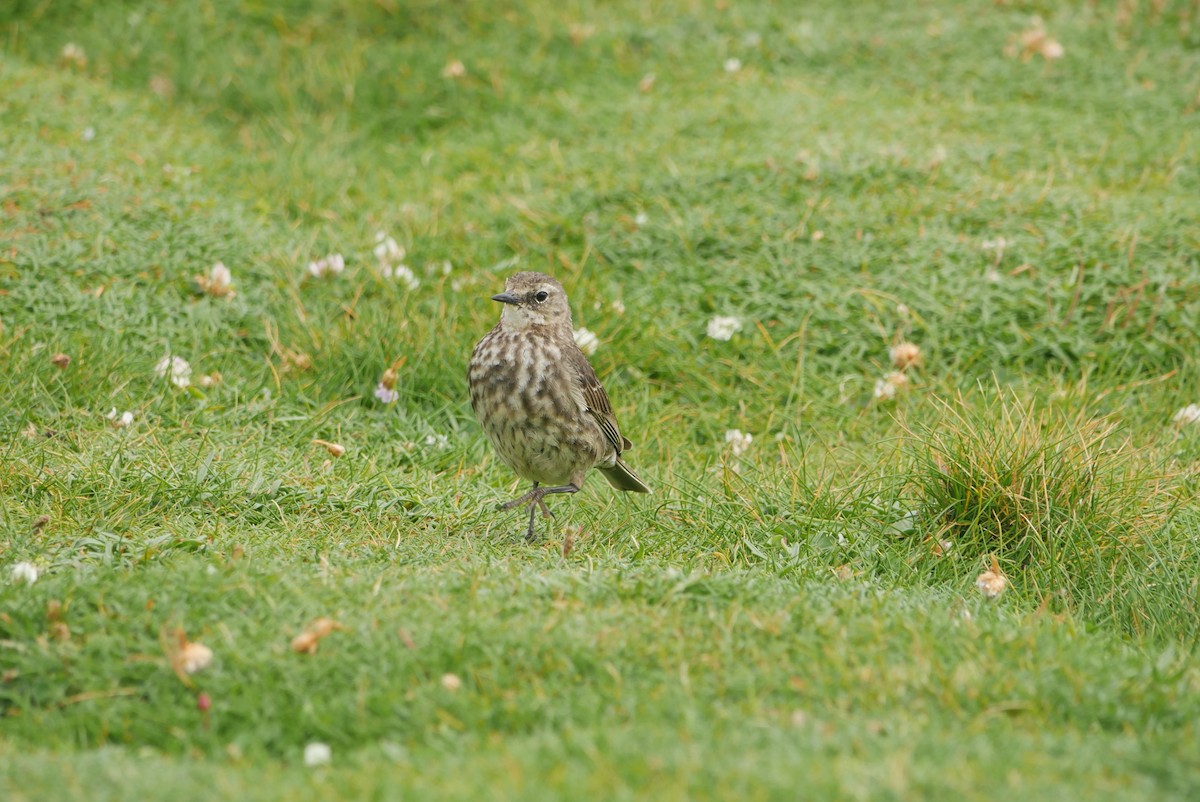 Rock Pipit - ML620831701