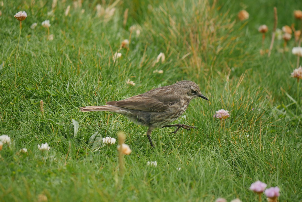 Rock Pipit - Robert Huxley