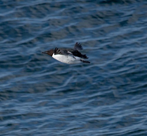 Thick-billed Murre - ML620831705