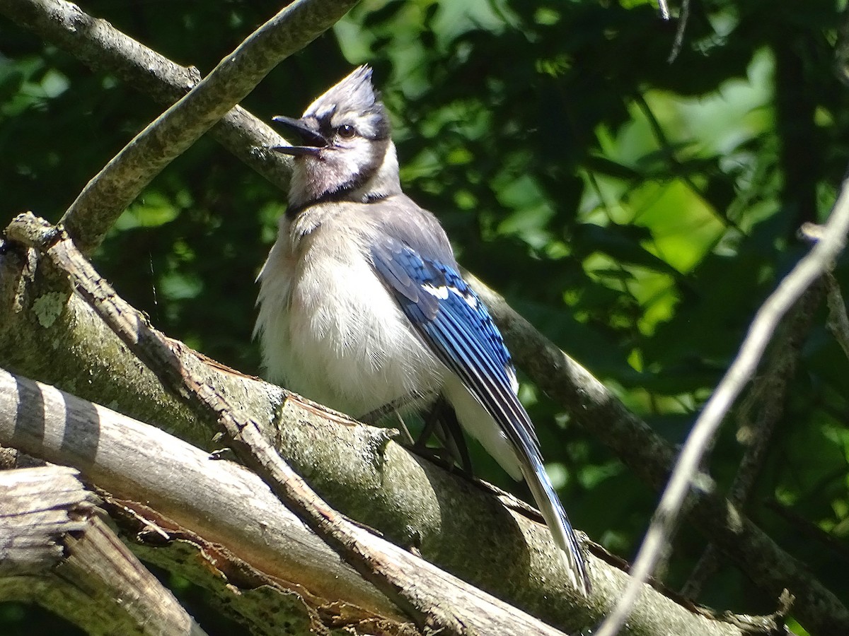 Blue Jay - ML620831706