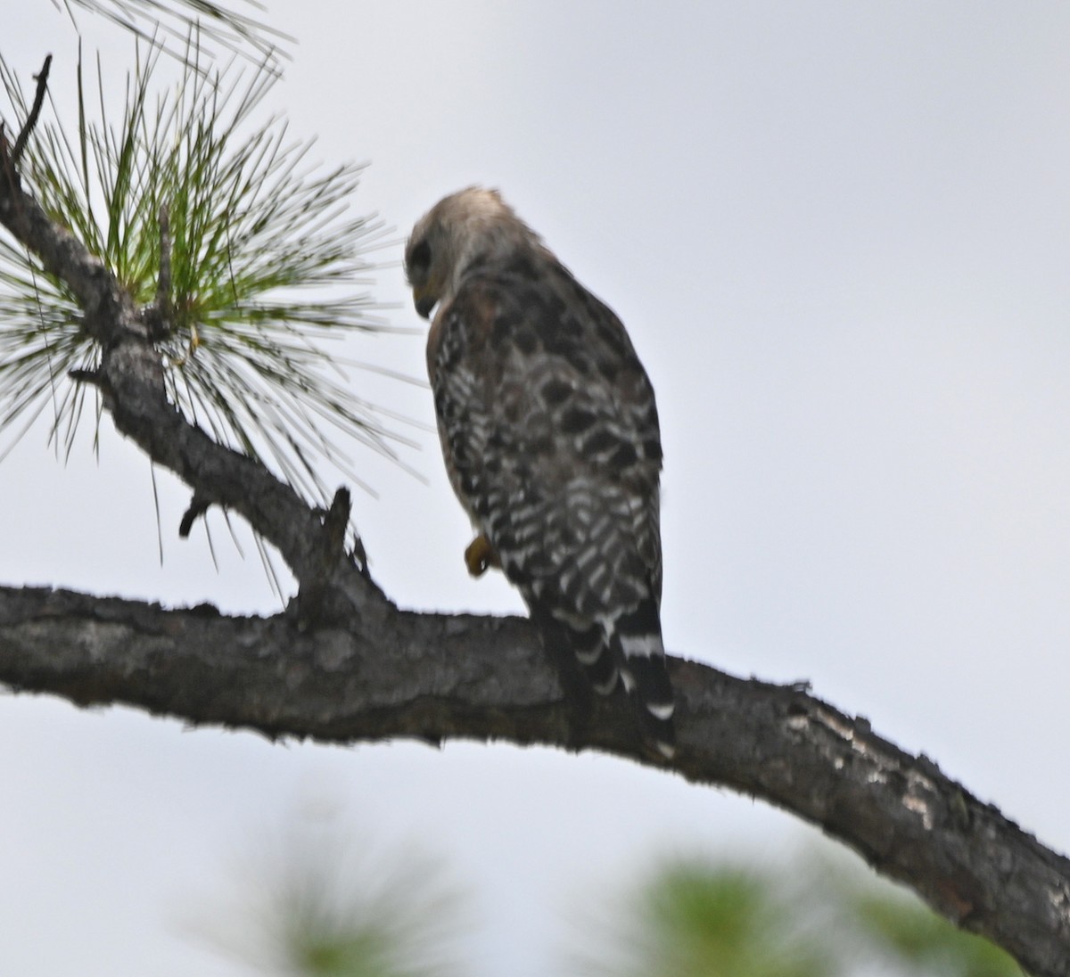 Red-shouldered Hawk - ML620831707