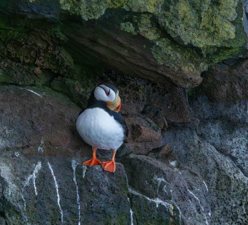 Horned Puffin - Carlton Cook