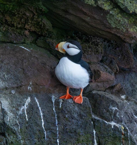 Horned Puffin - ML620831712