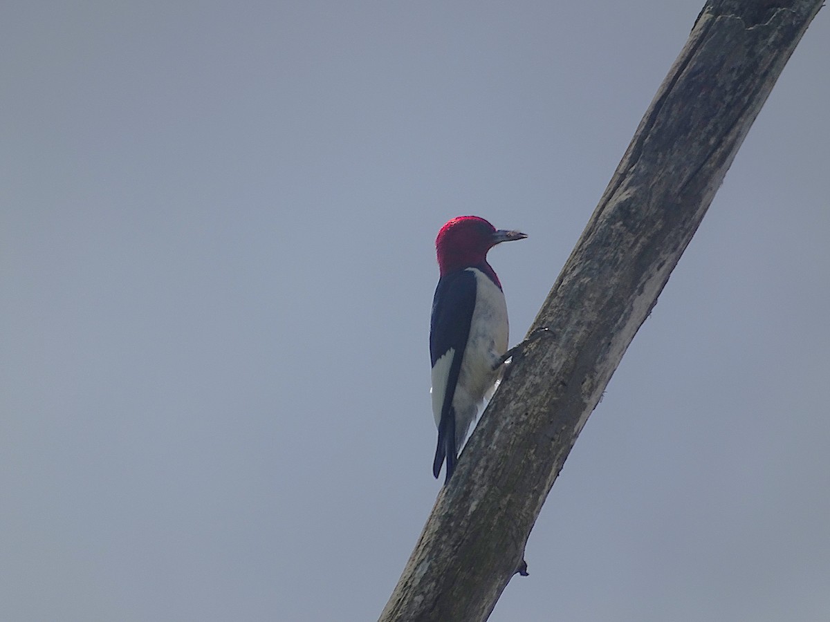 Red-headed Woodpecker - ML620831721