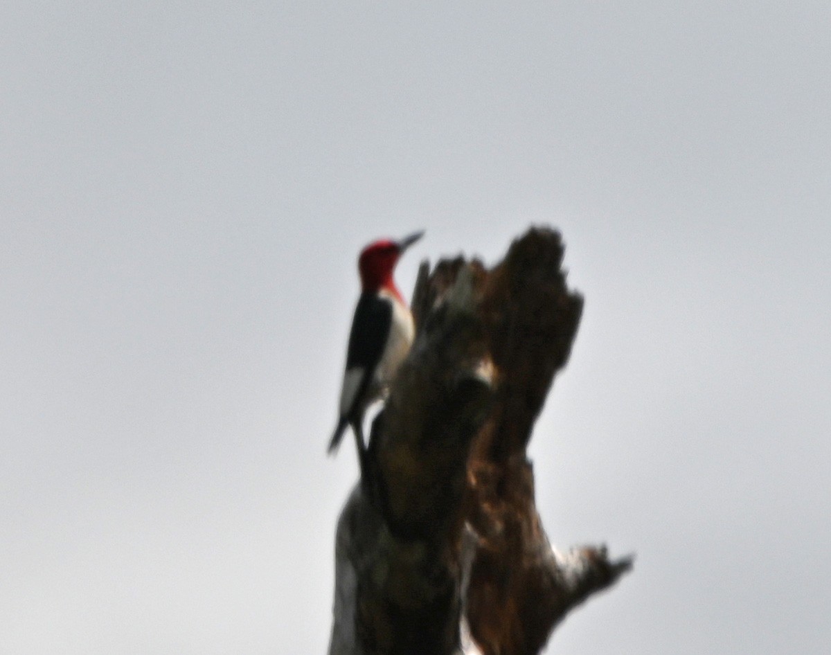 Red-headed Woodpecker - Paula Gatrell