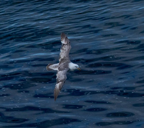 Northern Fulmar - ML620831729