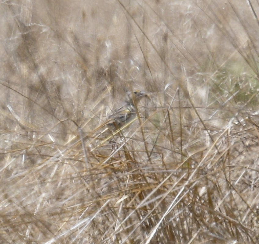 Grasshopper Sparrow - ML620831730