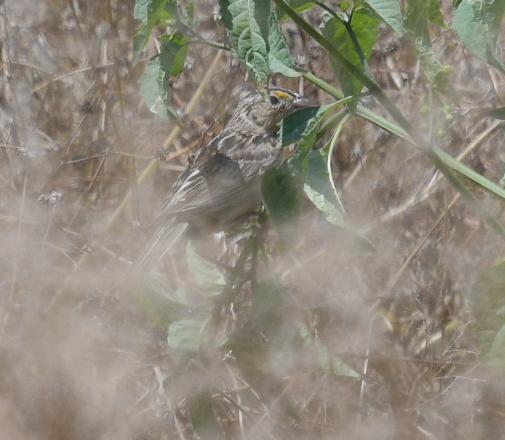 Grasshopper Sparrow - ML620831731