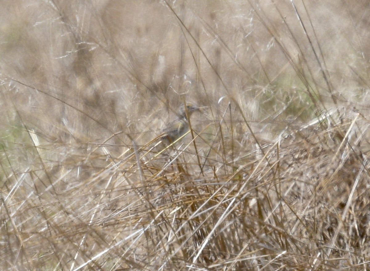 Grasshopper Sparrow - Margaret Poethig