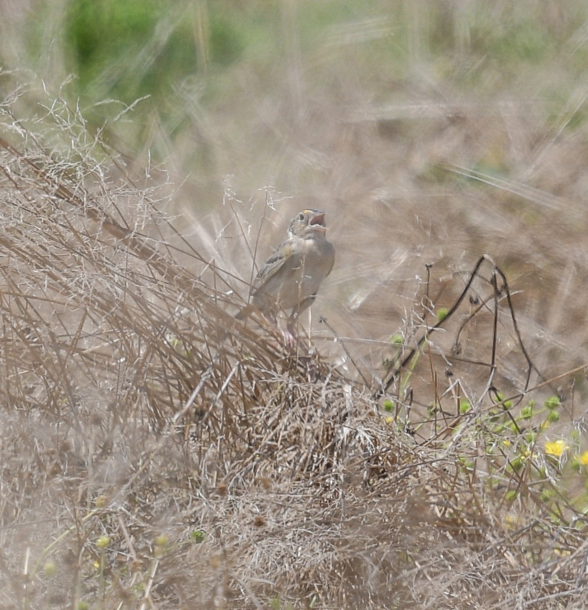 Grasshopper Sparrow - ML620831733