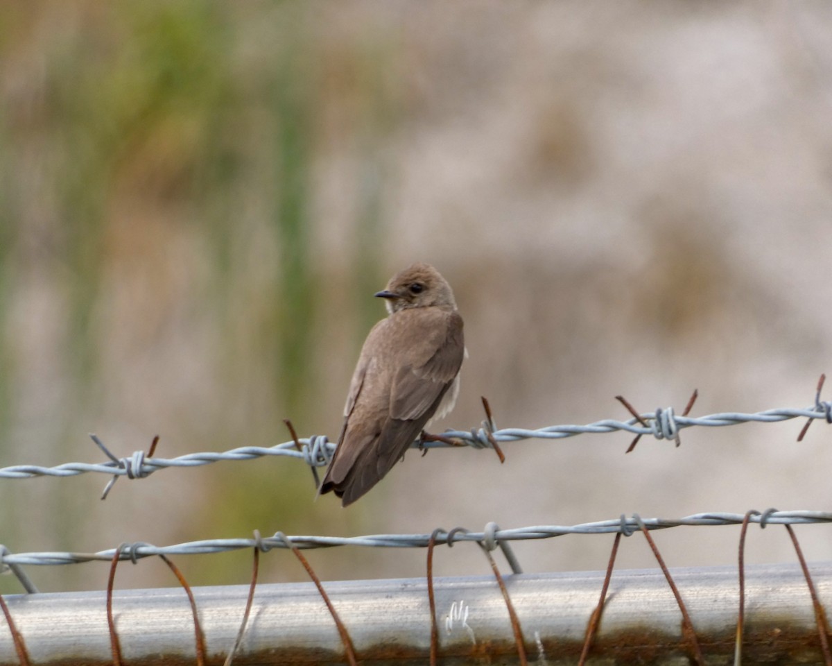 Golondrina Aserrada - ML620831734