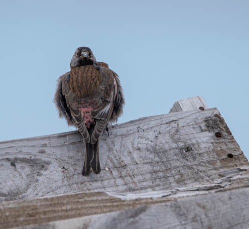 Gray-crowned Rosy-Finch - ML620831735