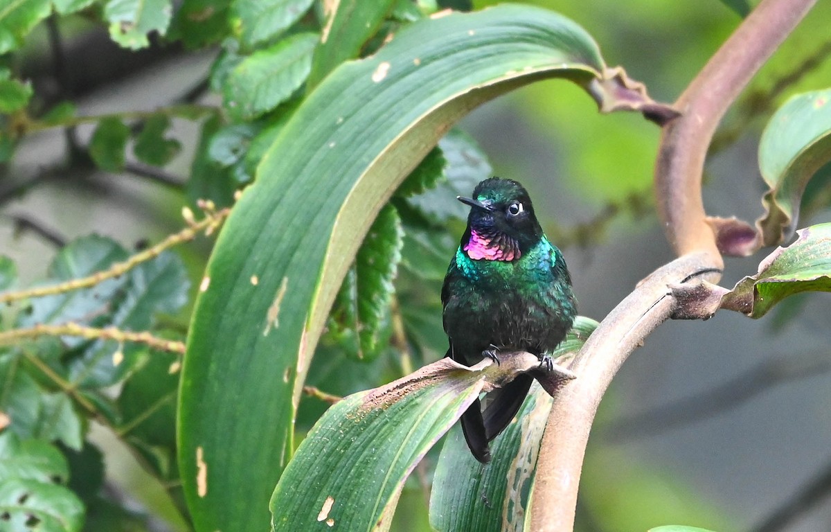 Colibrí Turmalina - ML620831738