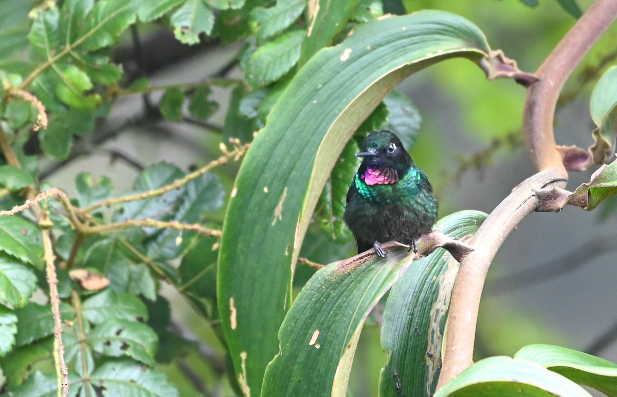 Colibrí Turmalina - ML620831739