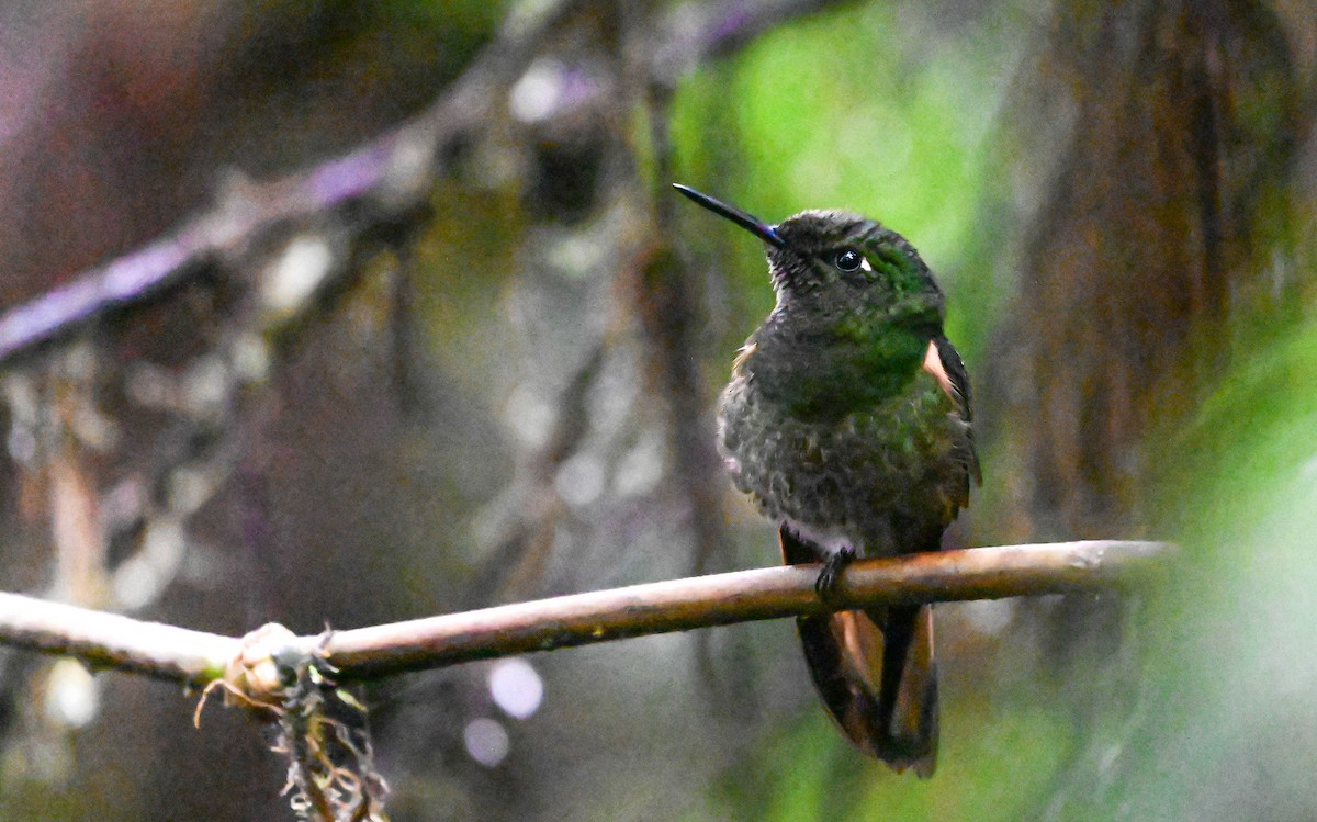 Buff-tailed Coronet - ML620831744