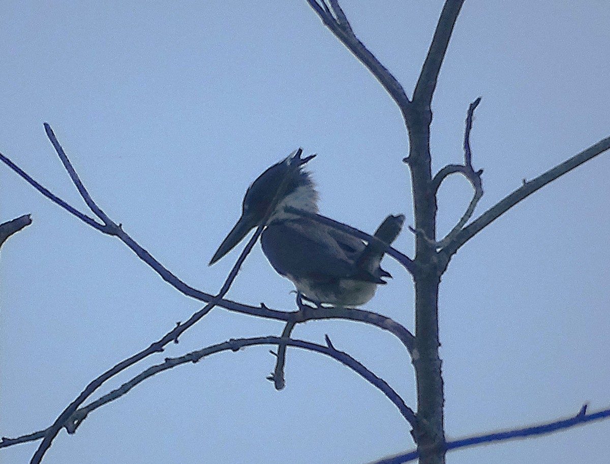 Belted Kingfisher - ML620831746