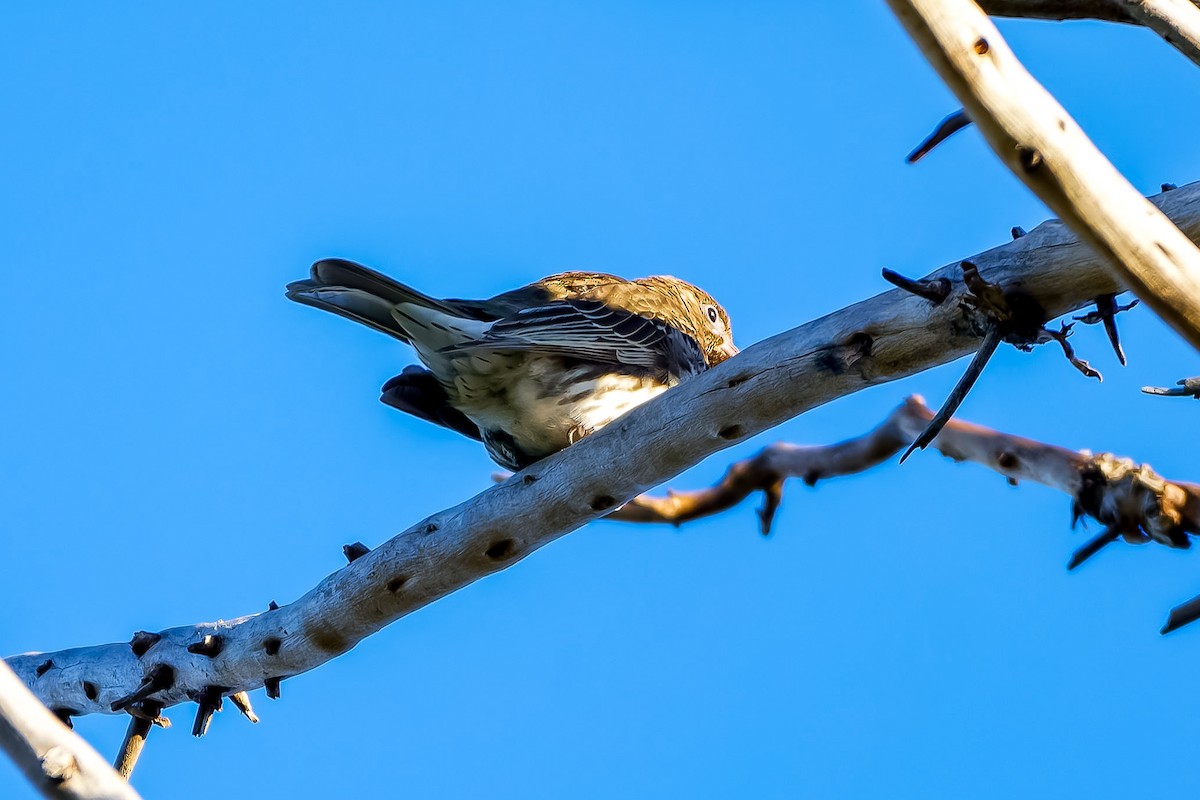 House Sparrow - ML620831747