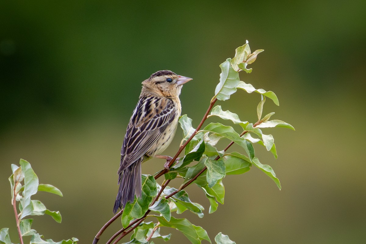 Bobolink - Michael Warner