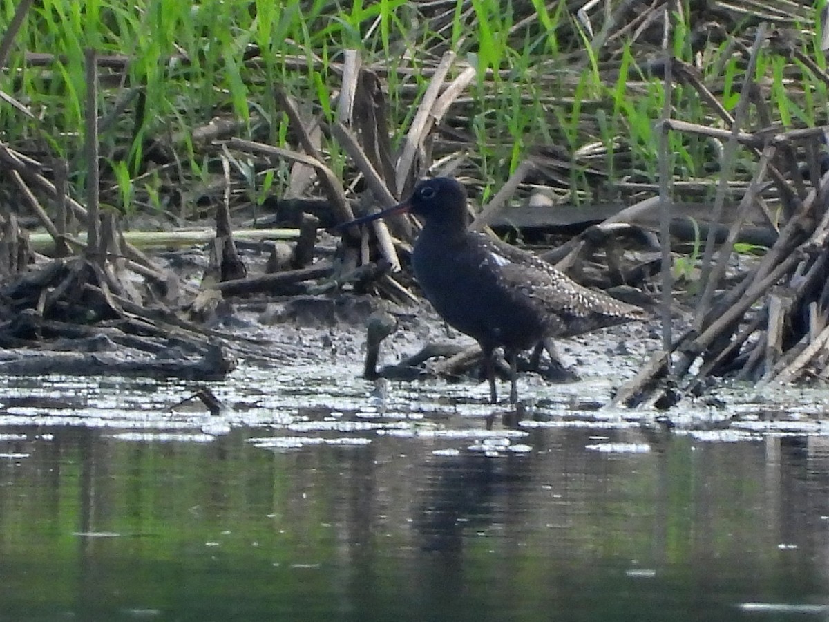 Spotted Redshank - ML620831754