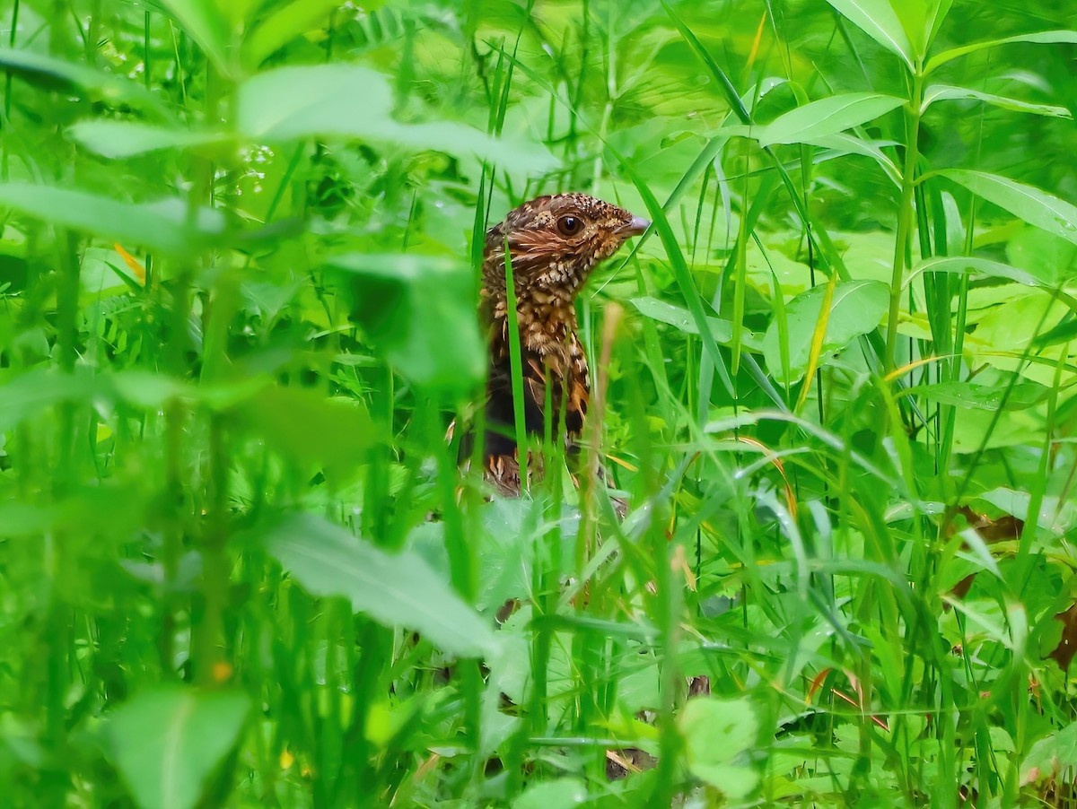 Ruffed Grouse - ML620831755