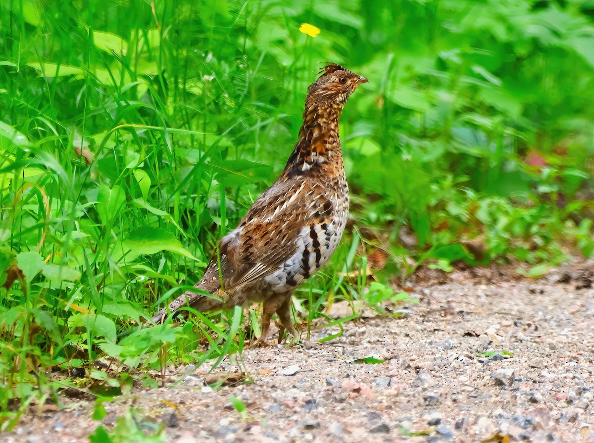 Ruffed Grouse - ML620831756