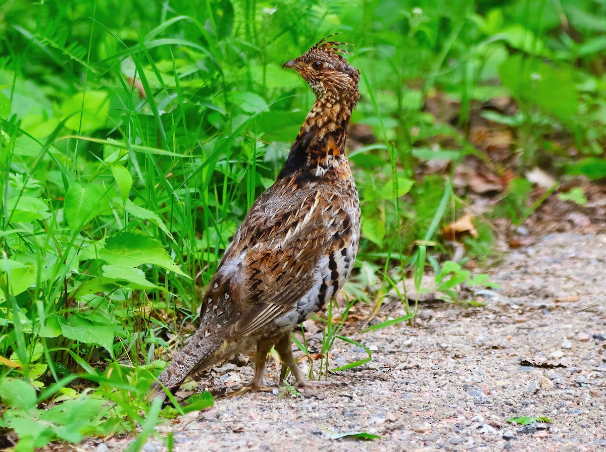 Ruffed Grouse - ML620831757