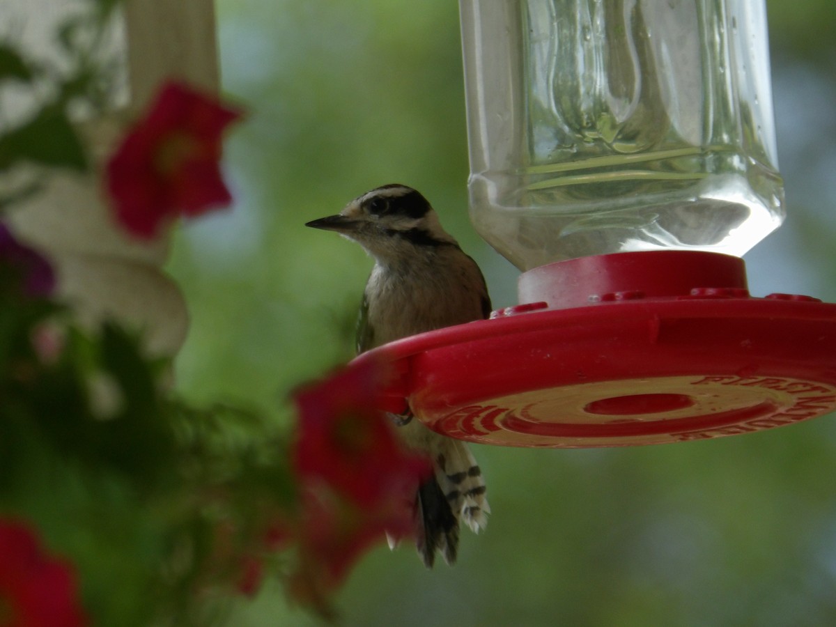 Downy Woodpecker - ML620831758