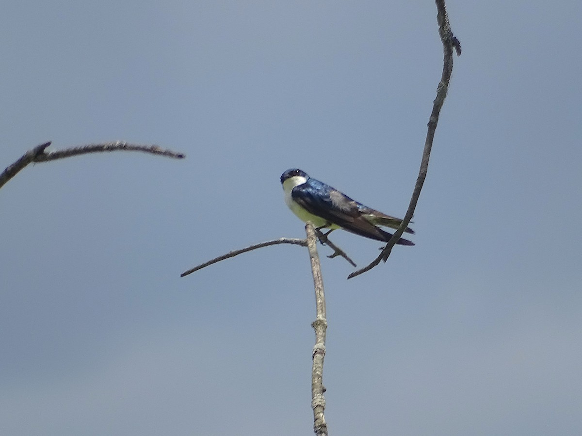 Tree Swallow - ML620831760