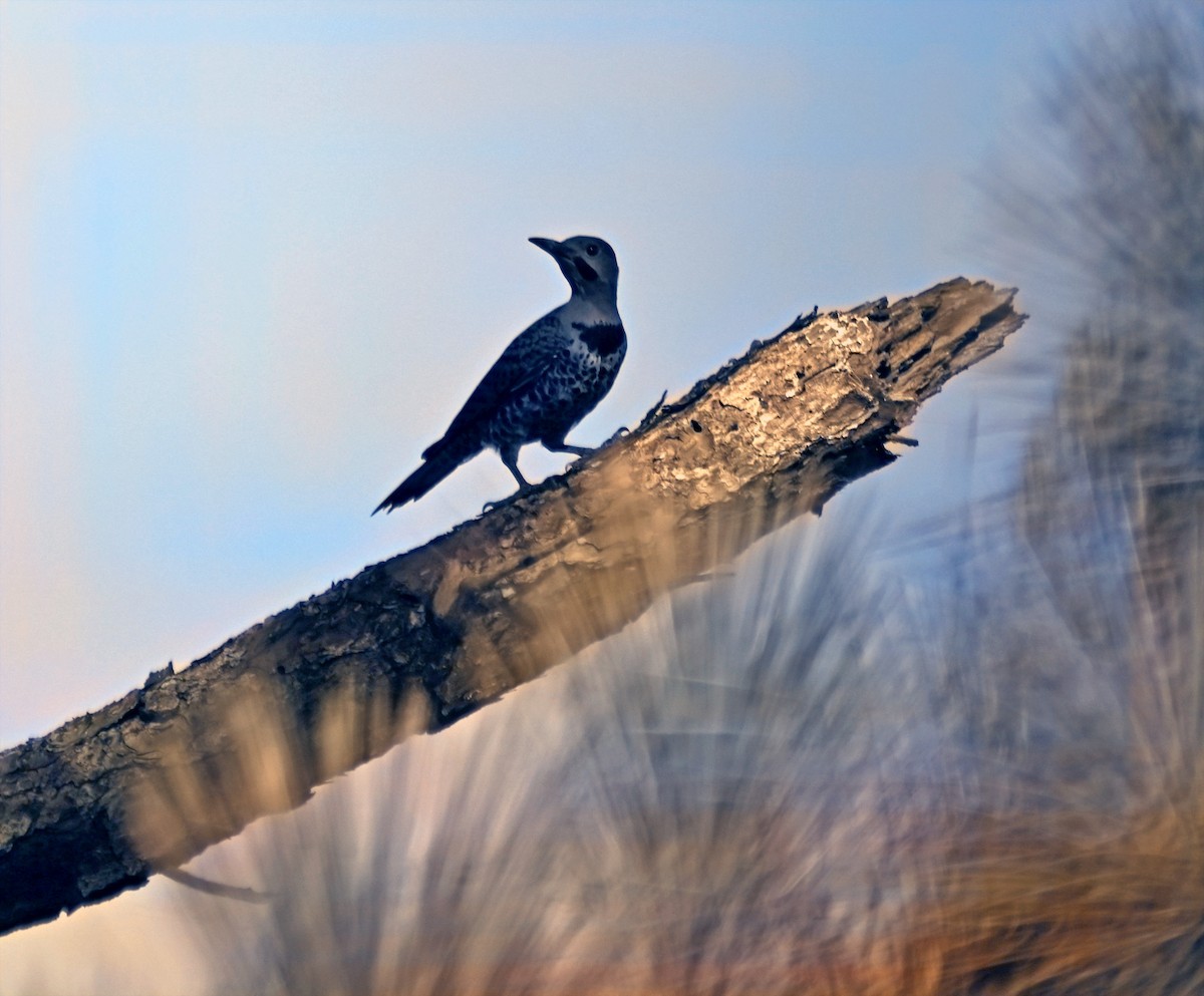 Northern Flicker (Yellow-shafted) - ML620831765