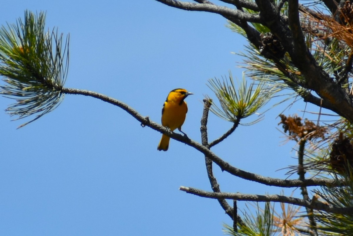 Bullock's Oriole - ML620831766