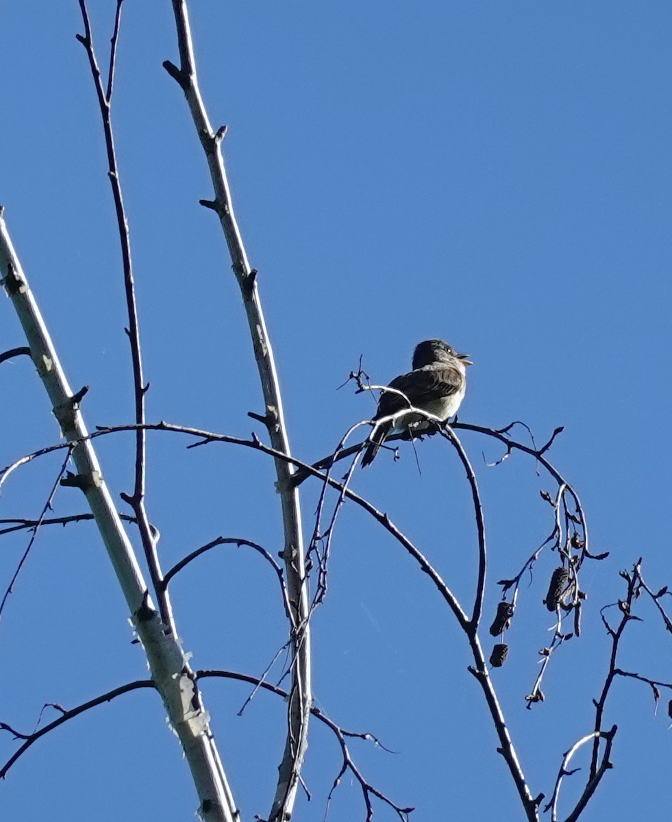 Willow Flycatcher - Judith Huf