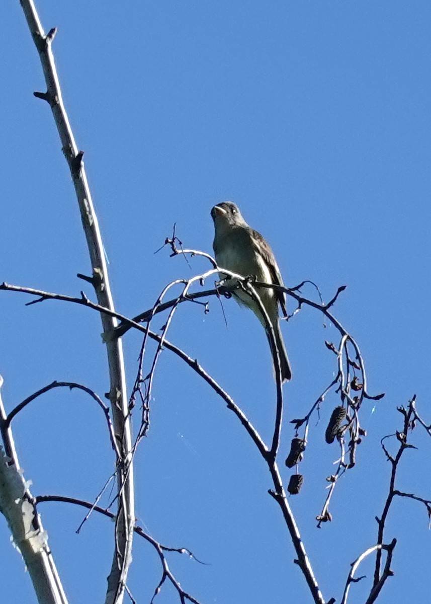 Willow Flycatcher - Judith Huf