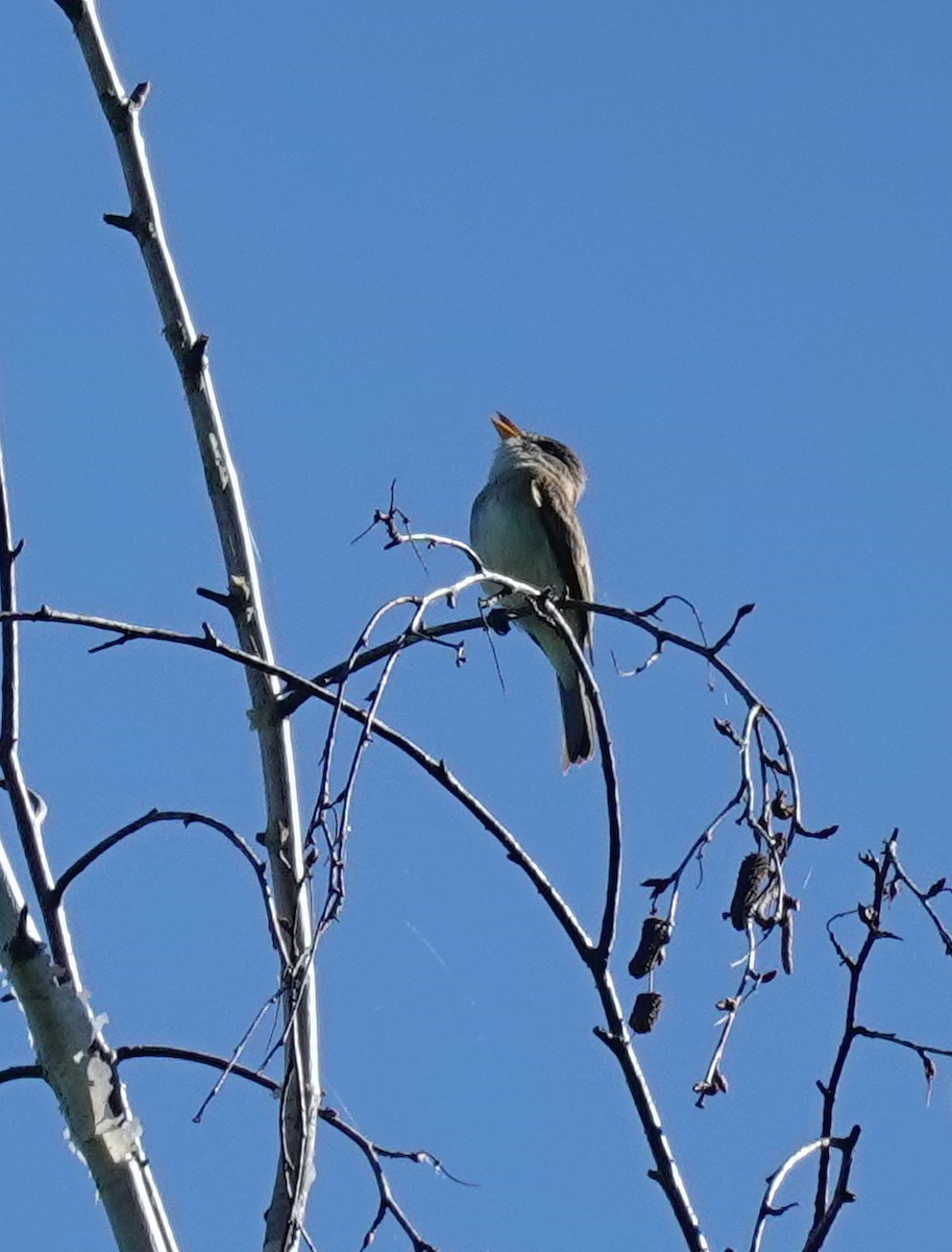 Willow Flycatcher - ML620831770