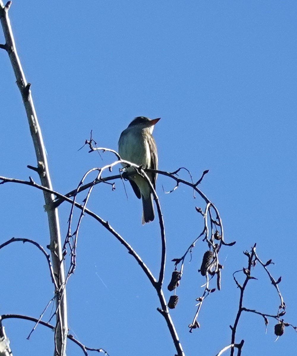 Willow Flycatcher - ML620831771