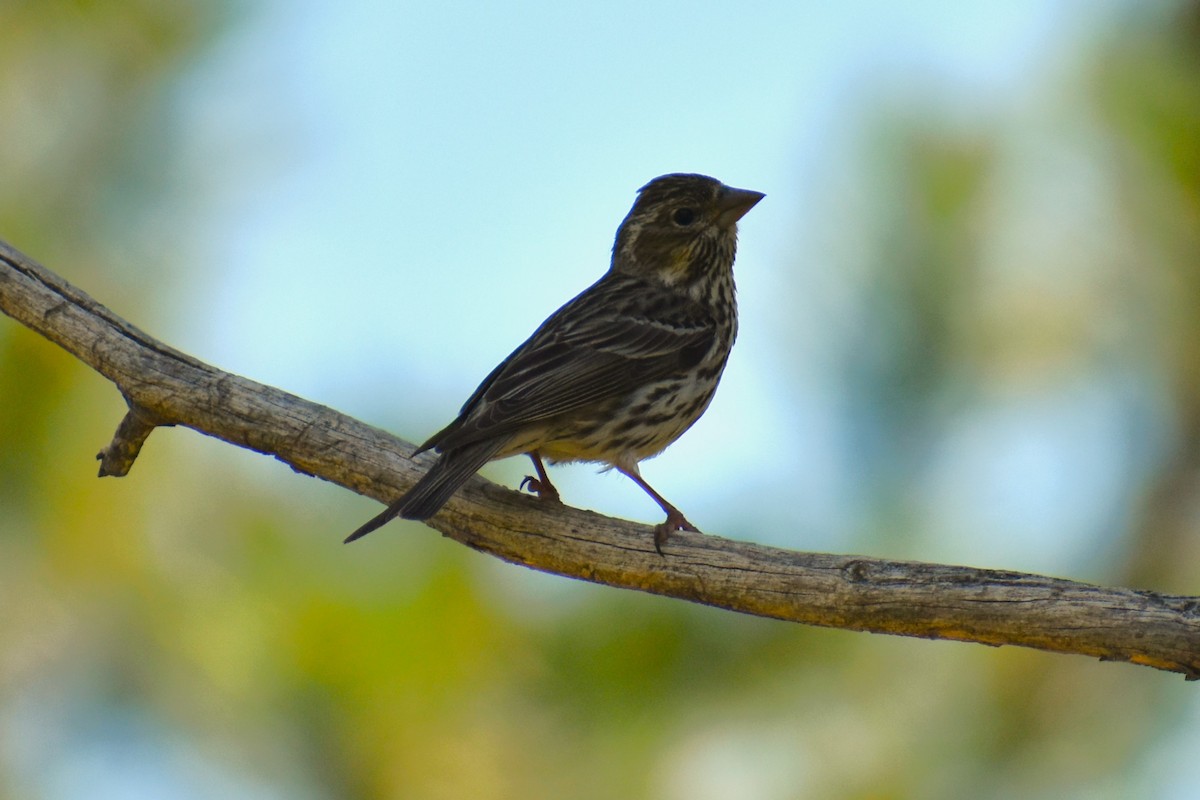 Cassin's Finch - ML620831772