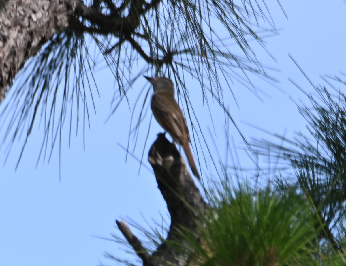 Great Crested Flycatcher - ML620831773