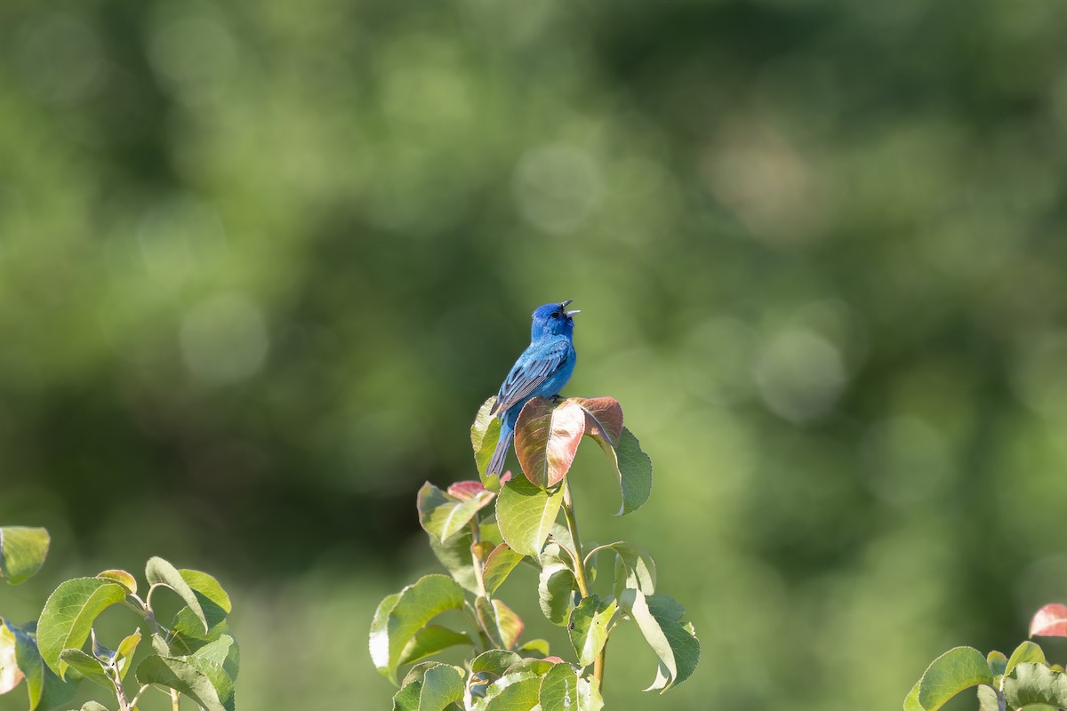 Indigo Bunting - ML620831774