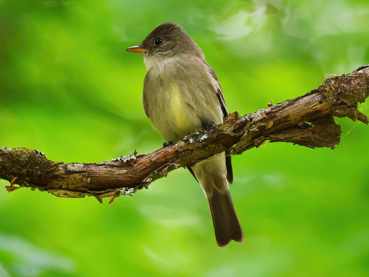 Eastern Wood-Pewee - ML620831775