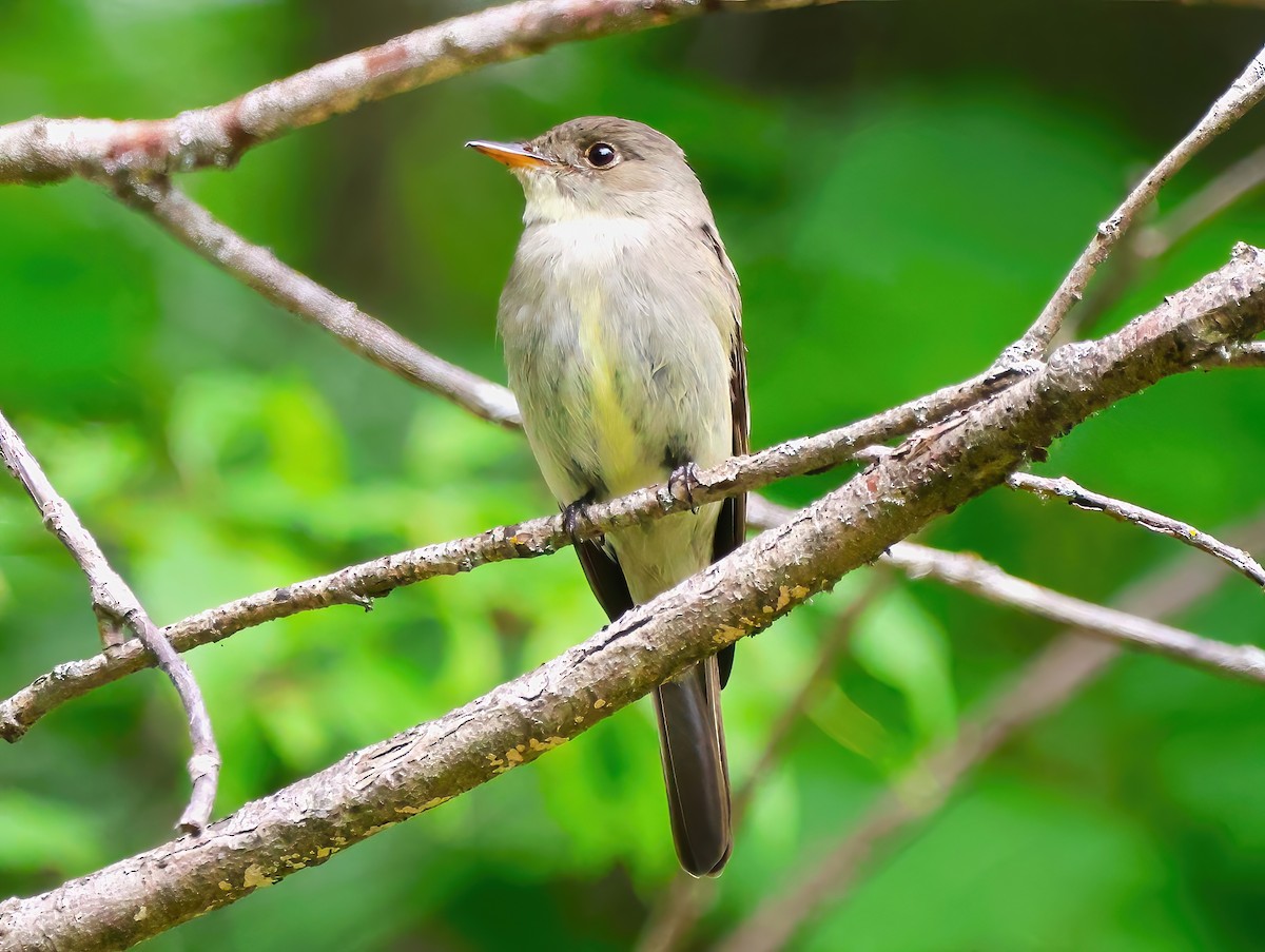 Eastern Wood-Pewee - Eric Patry